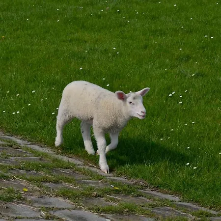 Coyle, Vermittlung Nordsee Feriehus